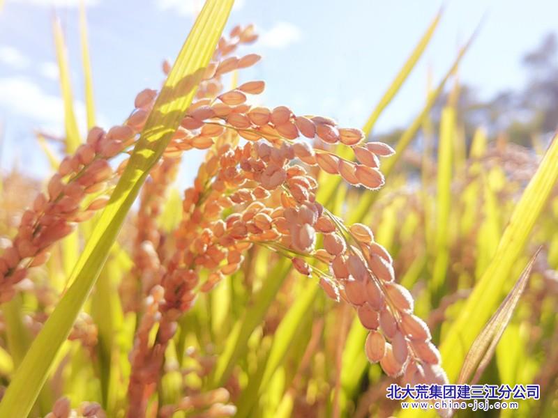 D813B13921BDC7D6BE2304A8F798F243_副本.jpg