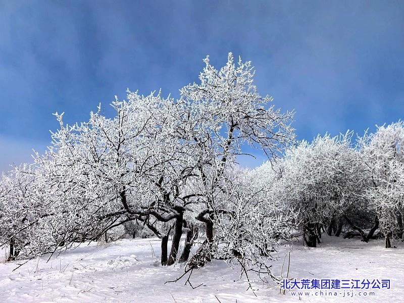 寒林裹玉凝霜色 晴野铺银映天光.jpg