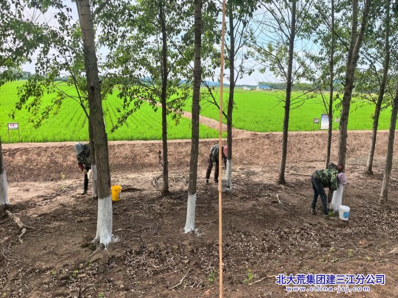 五边大棚环境治理800600 (8).jpg