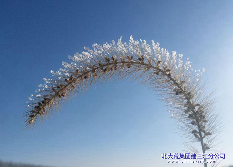 针尖对雪芒.jpg