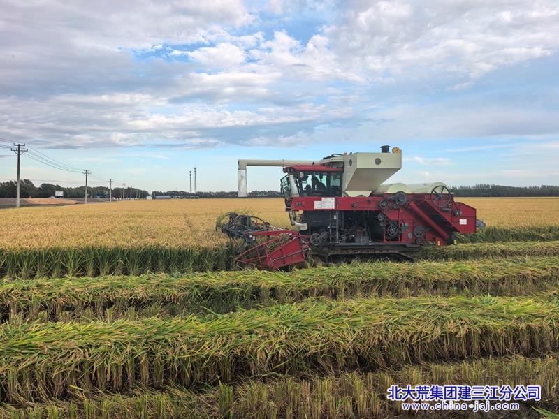 第二管理区弘扬北大荒精神 抓实秋收打道割晒.jpg 第二管理区弘扬北大荒精神 抓实秋收打道割晒.jpg