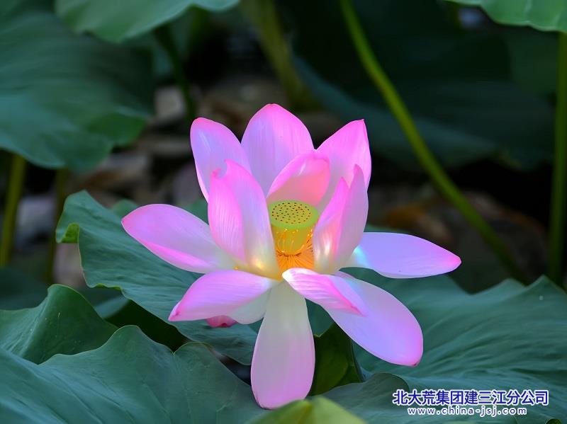 一抹绯色入塘.jpg