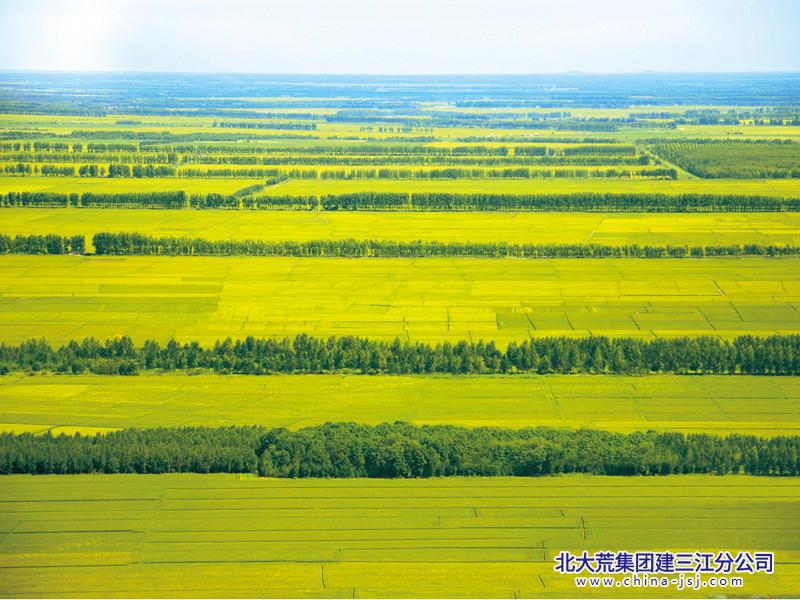 航拍创业农场夏季水稻田_副本.jpg