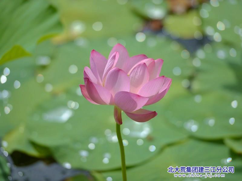 DSC_6607_副本.jpg