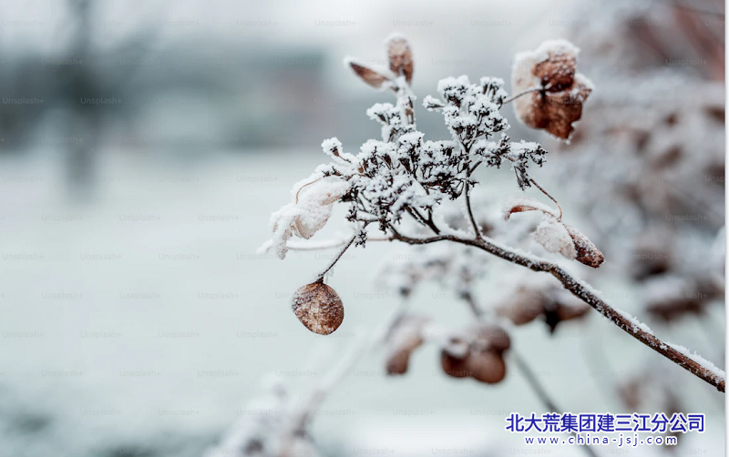 冬枝凝雪.png