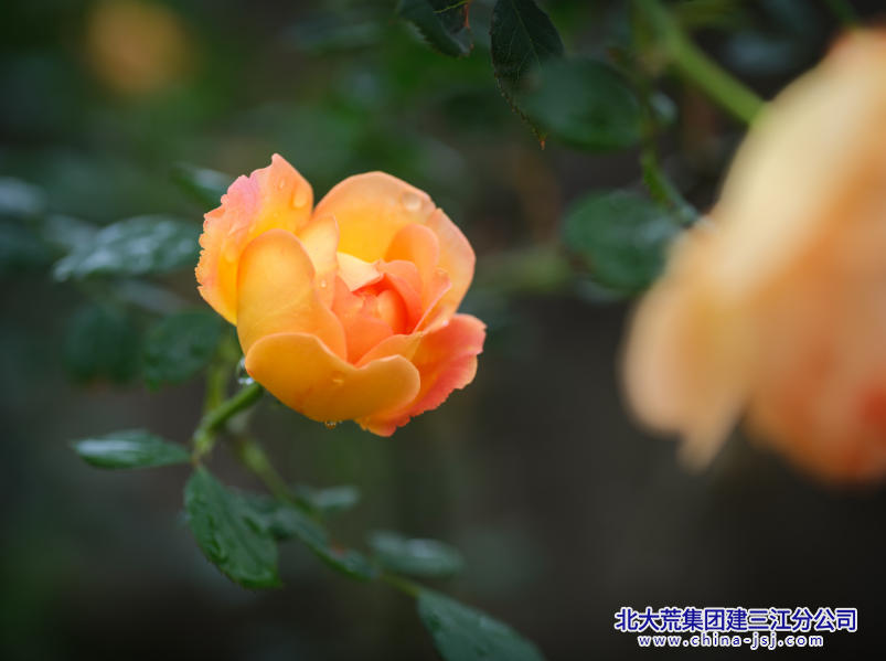 轻蔓繁花.png