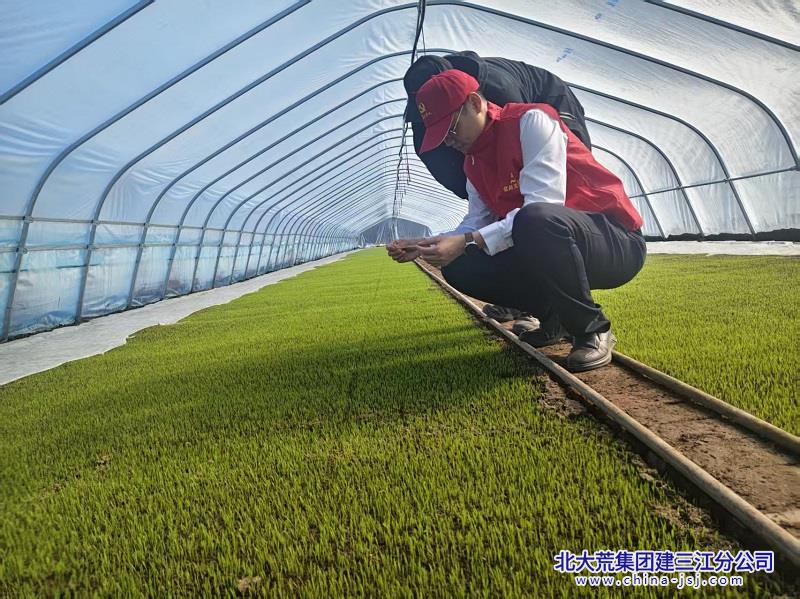 前锋农场精细管理育壮秧 多措并举提单产 - 北大荒建三江信息港