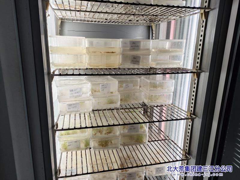 三江种子1.jpg