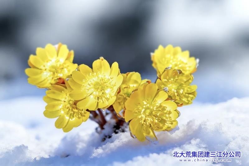 谁遣寒英破雪封 金盏初擎玉魄中.jpg