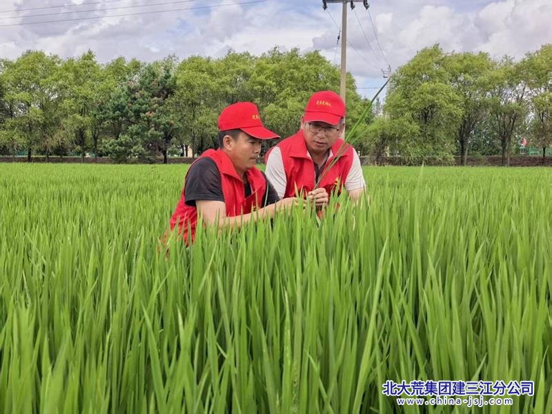 党员查看苗情.jpg 党员查看苗情.jpg