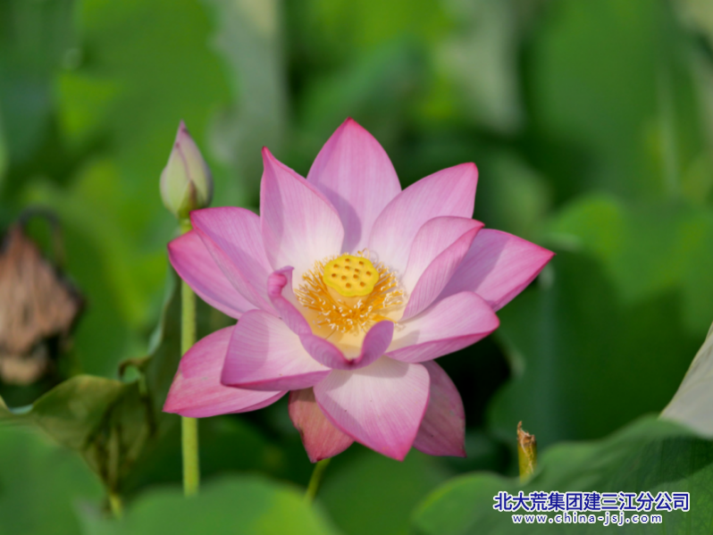 花开如诗.png