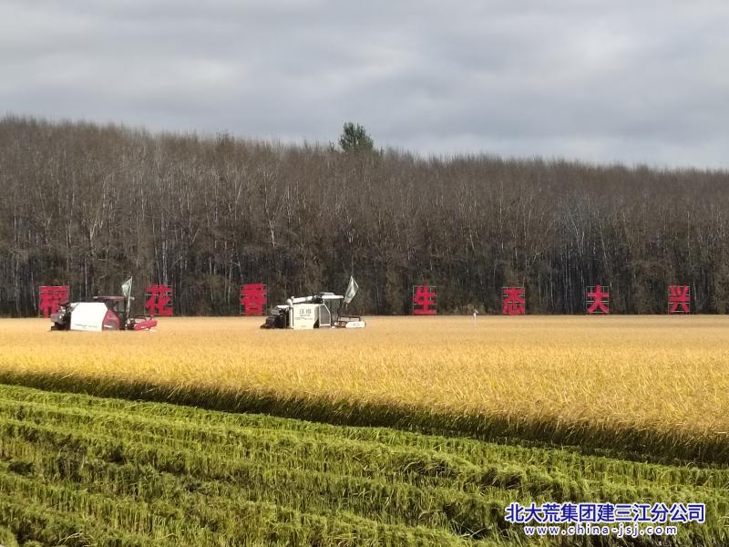 大兴农场有限公司"我在三江有亩田"种植基地 喜迎金秋丰收季