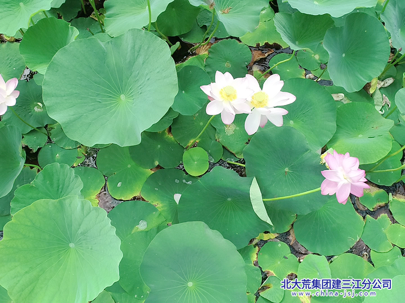 3f6c7774fd429019d40b3407fbd44587_720_副本.png