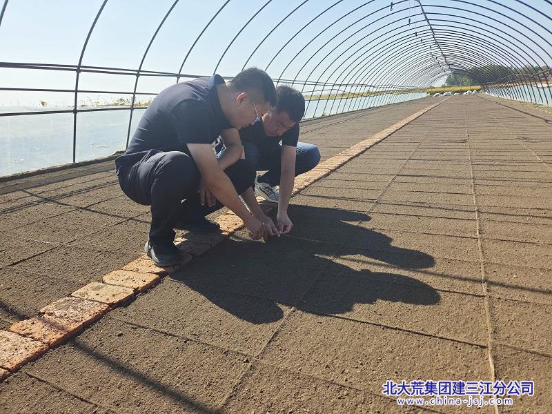 胜利农场第一管理区秋摆盘现场。(刘玉龙).jpg