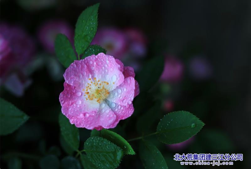 IMG_8393.jpeg