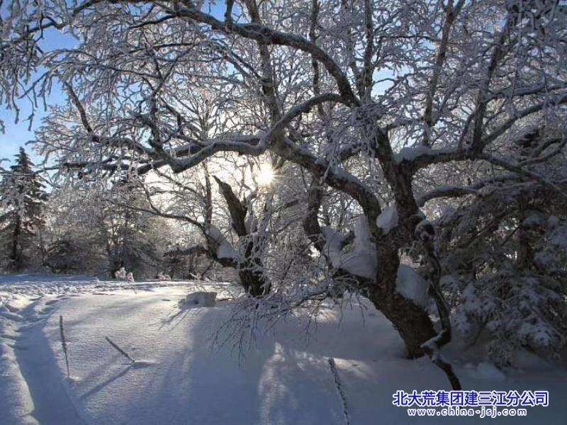 琼林玉树  素野晴光.jpg