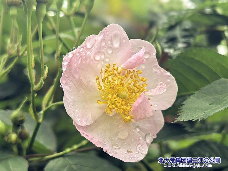 清露栖香.jpg