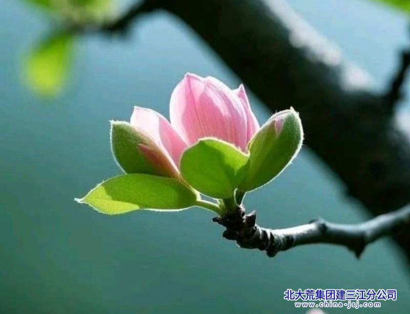 时光花开.jpg