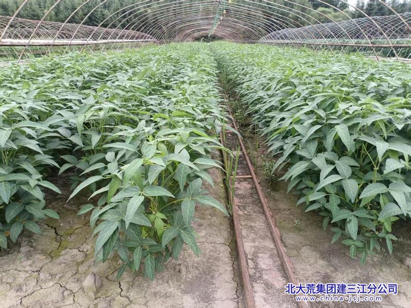 豆.jpg