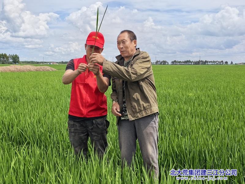 党员干部为群众分析苗情.jpg 党员干部为群众分析苗情.jpg